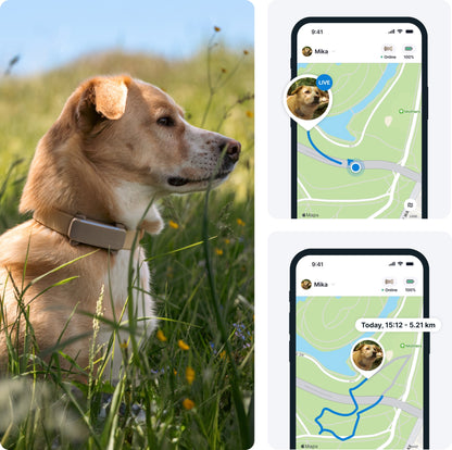 Tractive GPS DOG 6 - brown