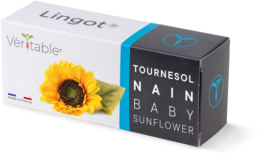 Véritable Lingot Sunflower