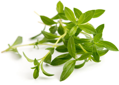 Véritable Lingot Savory - Organic