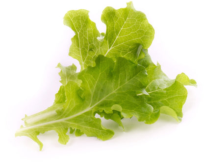 Véritable Lingot Oakleaf Lettuce  - Organic