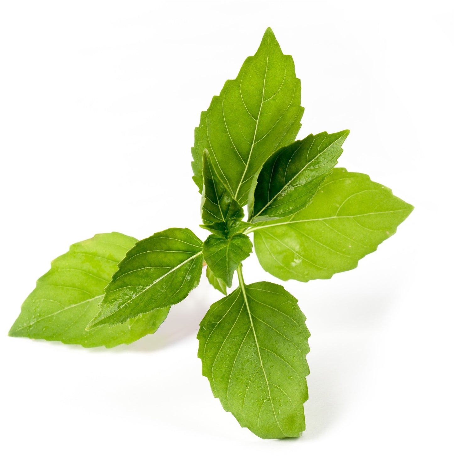 Véritable Lingot Lemon Basil - Organic