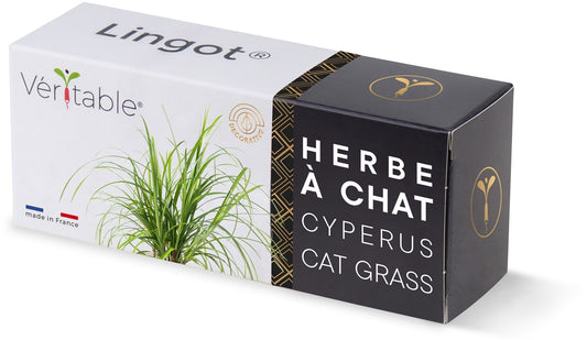 Véritable Lingot Cat Grass Cyperus