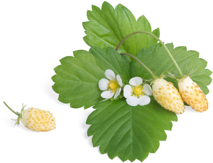 Véritable Lingot Wild White Strawberry