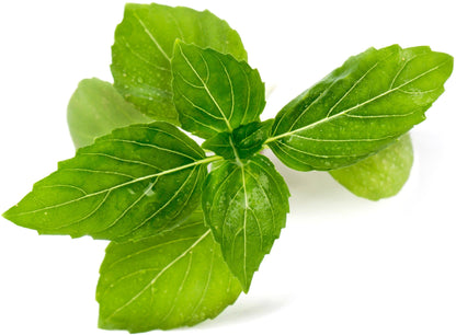 Véritable Lingot Cinnamon Basil - Organic