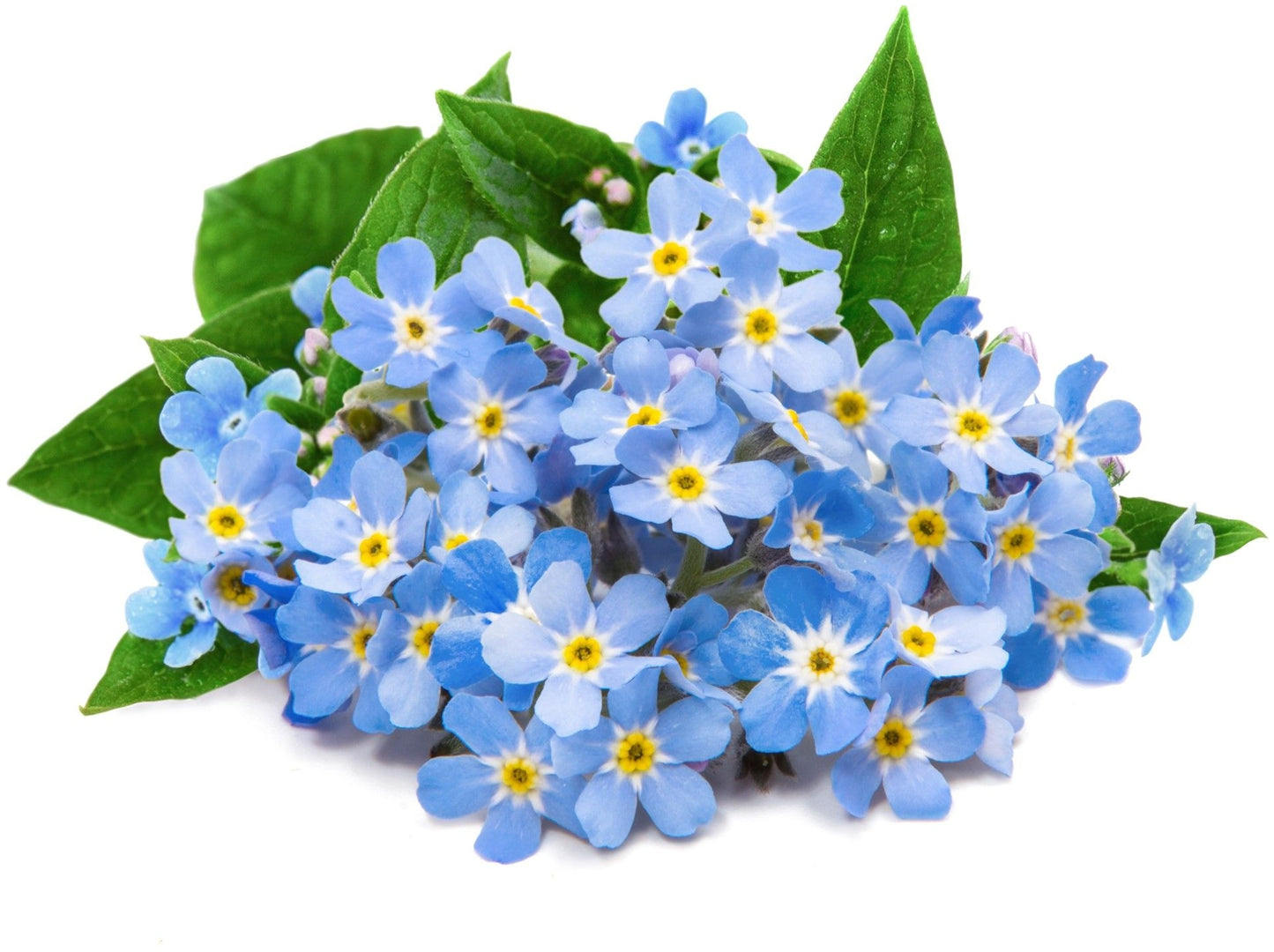 Véritable Lingot Forget me not (Myosotis)