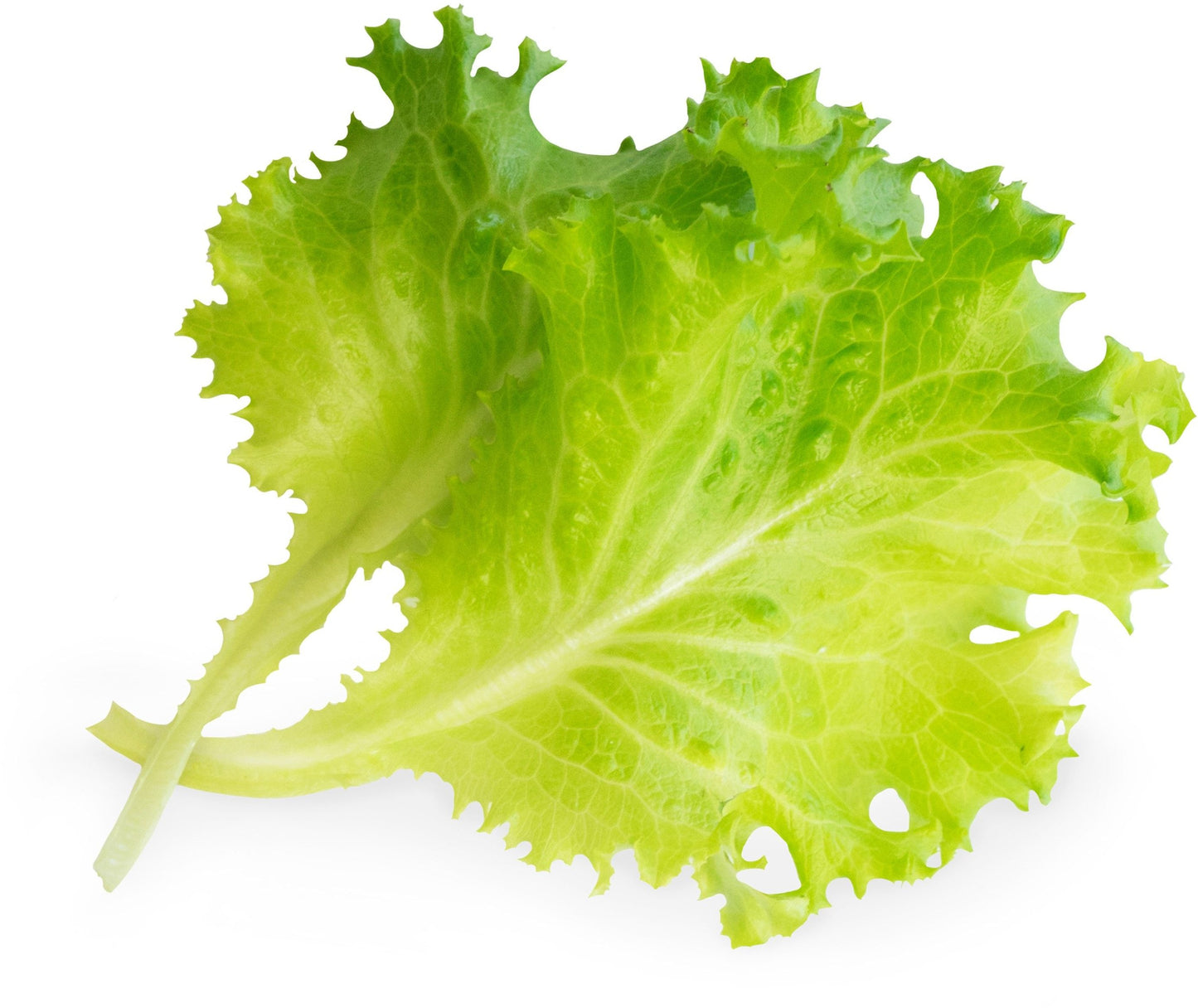 Véritable Lingot Butterhead Lettuce  - Organic