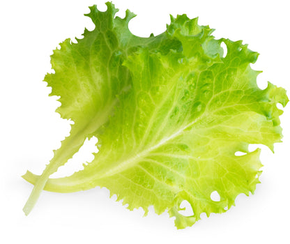 Véritable Lingot Butterhead Lettuce  - Organic