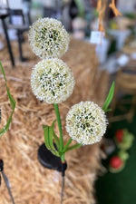 LED Solar Stecker Pustenblume mit 3 Schneeball Blüten in Beige H60cm