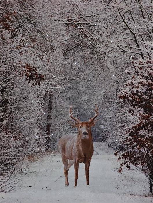 Image LED à partir de motifs en toile : cerf paysage d'hiver
 35 Fibre Optique