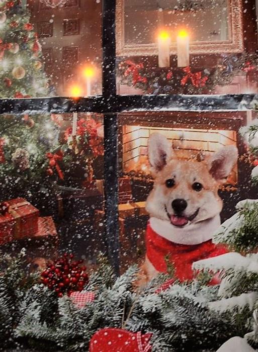 LED Bild aus Canvas Motive: Hunde am Fenster
4 LED