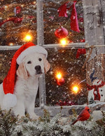 LED Bild aus Canvas Motiv: Hund am Fenster 
4 LED