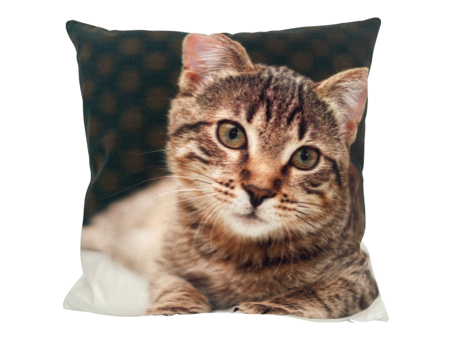 Kissen mit Katzen Motiv und Reisverschluss,
Grösse: 40cmx40cm, 
Digitaldruck einseitig