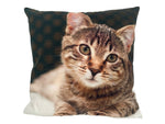 Kissen mit Katzen Motiv und Reisverschluss,
Grösse: 40cmx40cm, 
Digitaldruck einseitig