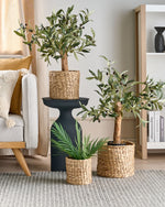 Set mit 3 Blumentöpfen RONQUIL Geflecht 16/20/24 cm Naturfarben
